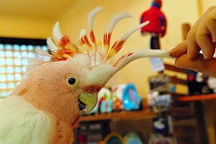 0739 Birdworld Kuranda